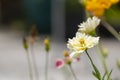 Beauty group of multi color fresh yellow vanila cream white cosmos flower blooming in botany garden