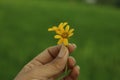 Yellow flower in hand. Young woman fingers holds little daisy flowers concept. Blury green background with copy space