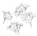 Beauty hand drawn flowers