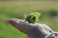 Beauty in hand. Hand holding a plant. Young woman holds a beautiful baby green sunflower on soft bokeh of green background. Royalty Free Stock Photo