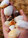 Beauty of the hand holding Seashells - a coastal treasure captured in this stunning image. Royalty Free Stock Photo