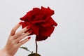 Beauty hands with red fashion manicure and bright flower . Beautiful manicured red polish on nails Royalty Free Stock Photo