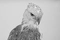 Beauty hawk ,Changeable Hawk Eagle Royalty Free Stock Photo