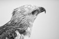 Beauty hawk ,Changeable Hawk Eagle Royalty Free Stock Photo