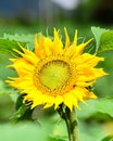 The beauty of Helianthus annuus in the Garden Royalty Free Stock Photo