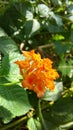 The beauty of a hidden orange flower Royalty Free Stock Photo