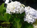 Beauty Hydrangea flower with green leaves in the noon