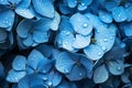 Beauty hydrangea flowering blue dew floral nature plant purple violet macro