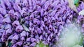 Purple toothwort group in foreground in natural vivid colors