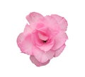 beauty Impala Lily flower or desert rose Pink adenium fresh blooming isolated white background with clipping path. multi layer Royalty Free Stock Photo