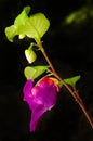 Beauty impatiens psittacina, parrot flower. Royalty Free Stock Photo