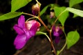 Beauty impatiens psittacina, Royalty Free Stock Photo