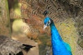 Indian peafowl ruffling its feathers