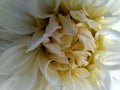 Beauty of inner petals of a dahlia flower