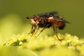 The beauty of insects - the fly.