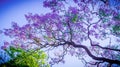 Jacaranda flower in spring Royalty Free Stock Photo