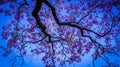Jacaranda flower in spring Royalty Free Stock Photo