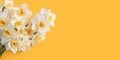 Beauty jonquil flower, beauty garden decoration, copy space background