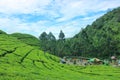 The beauty of Kaligua #teagarden #green #freshair Royalty Free Stock Photo