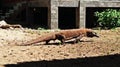 The beauty of the Komodo dragon, East Nusa Tenggara