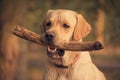 Labrador Retriever dog holding a stick in training