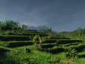 the beauty of the landscape of green terraced land