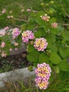 The Beauty of Lantana camara: A Closer Look at the Ornamental Flower