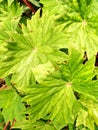 beauty leaf with green colour