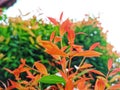 beauty leaf ornamental plant red shoot Tracheophyta Spermatophytina Angiospermae mesangiosperms core eudicots Syzygium myrtifolium