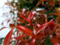 beauty leaf ornamental plant red shoot Tracheophyta Spermatophytina Angiospermae mesangiosperms core eudicots Syzygium myrtifolium