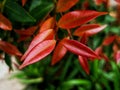 beauty leaf ornamental plant red shoot Tracheophyta Spermatophytina Angiospermae mesangiosperms core eudicots Syzygium myrtifolium