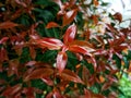 beauty leaf ornamental plant red shoot Tracheophyta Spermatophytina Angiospermae mesangiosperms core eudicots Syzygium myrtifolium