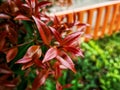 beauty leaf ornamental plant red shoot Tracheophyta Spermatophytina Angiospermae mesangiosperms core eudicots Syzygium myrtifolium