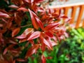 beauty leaf ornamental plant red shoot Tracheophyta Spermatophytina Angiospermae mesangiosperms core eudicots Syzygium myrtifolium