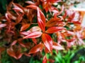 beauty leaf ornamental plant red shoot Tracheophyta Spermatophytina Angiospermae mesangiosperms core eudicots Syzygium myrtifolium