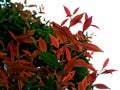 beauty leaf ornamental plant red shoot Tracheophyta Spermatophytina Angiospermae mesangiosperms core eudicots Syzygium myrtifolium