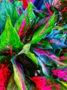 the beauty of the leaves of the aglaonema plant that thrives