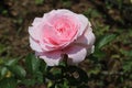 The beauty of a light pink Floribunda Rose with the name \'Roselina\'