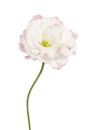 Beauty light pink flower. Eustoma