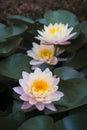 Beauty light pink lotus