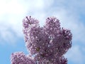 Beauty of lilac