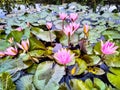 the beauty of lilies blooming in the morning