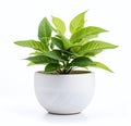 A beauty little green plant in a white pot on a white background