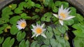 The beauty of little lotus flowers on a sunny morning Royalty Free Stock Photo