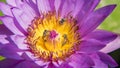 Beauty lotus bloom bees close up pollen