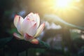 beauty lotus blooming in pond