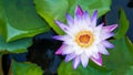 The beauty of lotus flowers blooming in white and purple on the pond.water lily, peace, beauty of nature, is the flower of Royalty Free Stock Photo