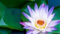 The beauty of lotus flowers blooming in white and purple on the pond.water lily, peace, beauty of nature, is the flower of Royalty Free Stock Photo