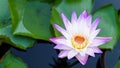 The beauty of lotus flowers blooming in white and purple on the pond.water lily, peace, beauty of nature, is the flower of Royalty Free Stock Photo