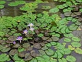 Beauty lotus - Stock image